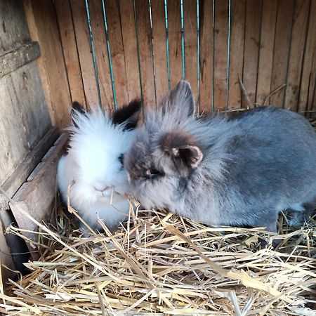 Apartament Agrokar Sobienie Jeziory Zewnętrze zdjęcie
